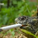 Image for article titled There's a Cigarette Smoking Turtle in China